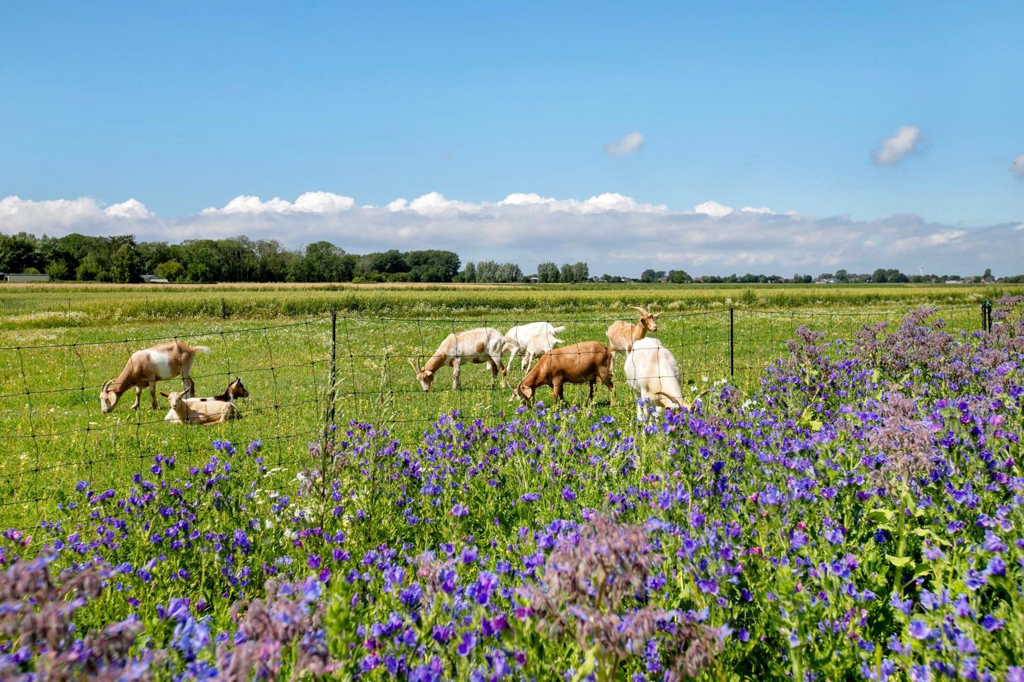 Ferienhof Jacobsen Nordstrand Exteriér fotografie